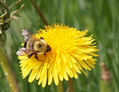 [Close up of a bee on a dandelion -- so close you can see the detail of the wings.]